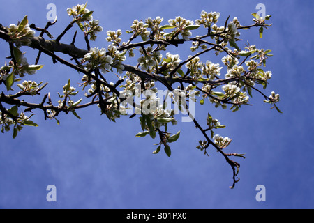 Pear tree, flowering spring-time blossom Stock Photo