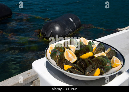 Freshly steamed green lipped mussels resting on the side of a boat moored at a mussel farm in New Zealand Stock Photo