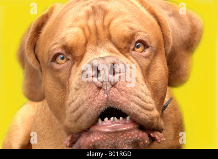 studio shot of ferocious French Mastiff dog de Bordeaux with vicious teeth and prying eyes Stock Photo