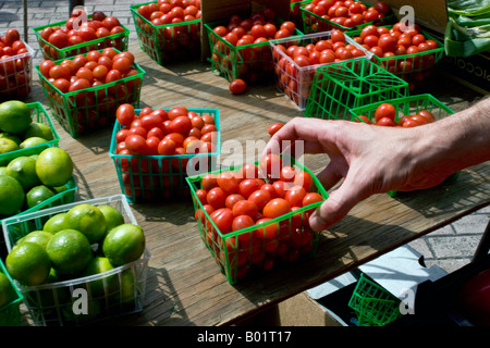 Man selecting tomatoes at Winter Park Farmer s Market Winter Park FL Stock Photo