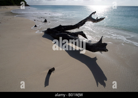 Driftwood Ffryes Beach, West Coast Antigua, Caribbean Stock Photo