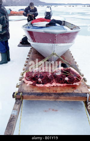 narwal ,Narval monodon monoceros Les chasseurs Inuits chassent le Narval essentiellement pour son trophe e mais re cupe re aussi Stock Photo