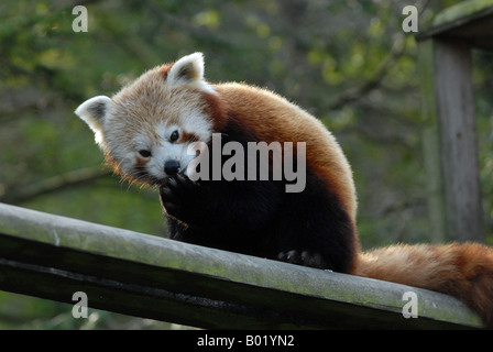 Female Red Panda at Dudley Zoo in England Stock Photo