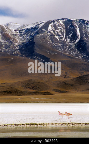 Two pink flamingos in the Hedionda Lagoon, framed by snow-capped mountains in the Eduardo Avaroa Andean Fauna National Reserve, Bolivia. Stock Photo