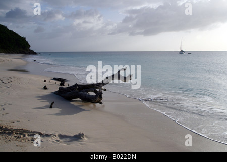 Driftwood Ffryes Beach, West Coast Antigua, Caribbean Stock Photo