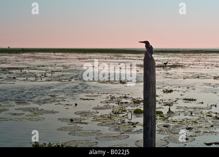 Kingfisher sitting on a post overlooking the Kerala backwaters of southern India at sunset with water lilies in the foreground Stock Photo