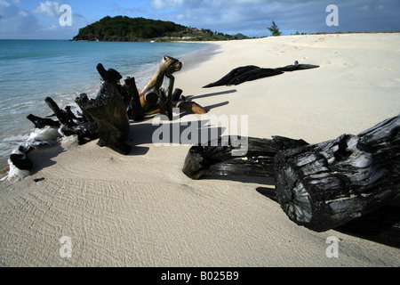 Driftwood Ffryes Beach, West Coast Antigua, Caribbean Stock Photo