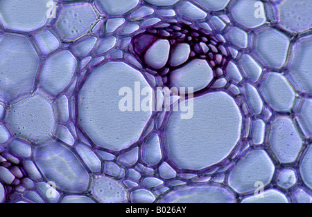 Phloem and xylem Dicotyledon root Corte transversal de Sarsaparrilla 140x Stock Photo