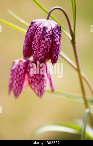 Snakes Head Fritiallry Stock Photo