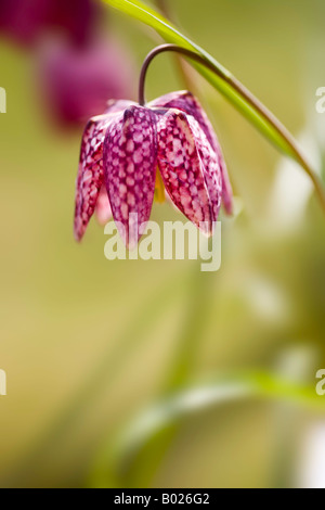 Snakes Head Fritiallry Stock Photo