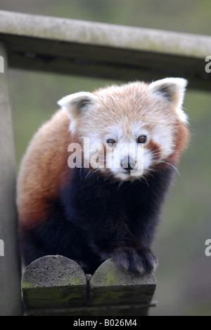 Female Red Panda at Dudley Zoo in England Stock Photo