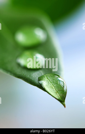 fresh green plant leaf with water drops close up Stock Photo - Alamy