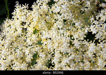 Elderflowers Stock Photo
