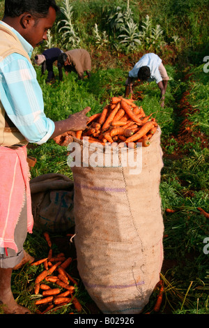 Fresh carrots are put in bags for transportation-carrot cultivation in ooty,tamil nadu,india Stock Photo