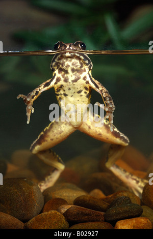 Common Frog (Rana temporaria), adult at the water surface. Split level Stock Photo