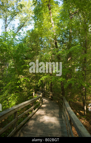 There are over 2 miles of boardwalk many of which are elevated above the forest floor winding through Congaree National Park SC Stock Photo