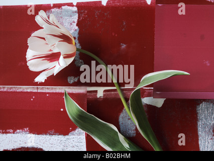 a striped tulip with foliage against red and white printer blotting papers Stock Photo