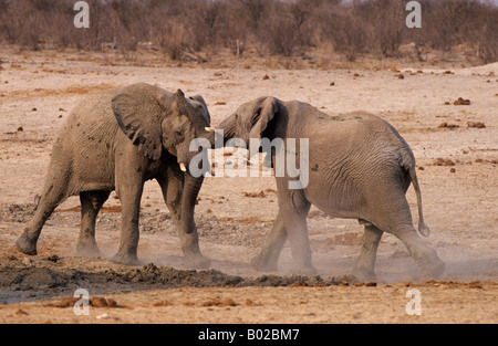 Elephant bulls Loxodonta africana testing strength Etosha Namibia Stock Photo