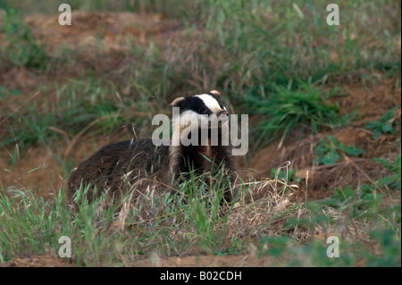 Badger emerging from sett
