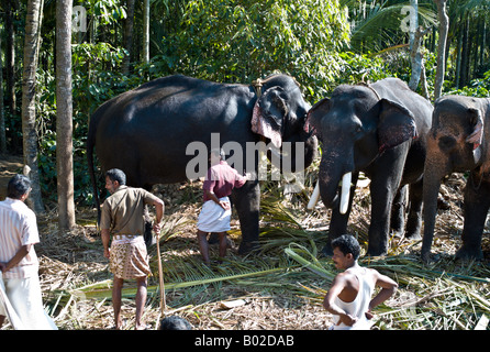 INDIA UDAIPUR Three Indian Elephants Elephas maximus with their handlers as they take a break from giving rides to tourists Stock Photo