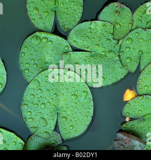 White water lily Nymphaea alba leaves with rain water droplets on the surface of a pond Stock Photo