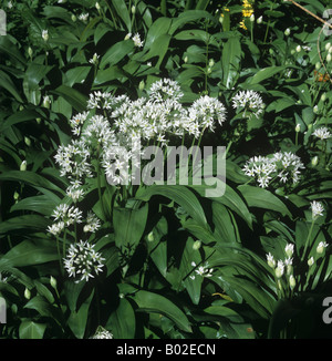 Wild garlic or ramsons Allium ursinum flowering plants in beech woodland Stock Photo