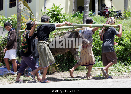 Indonesia, Sulawesi, Tanatoraja, pigs for sacrifice during funeral rites Stock Photo