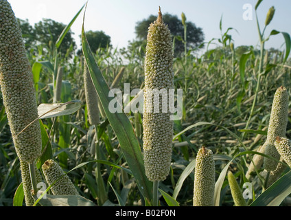 A close-up view of thick stalks of pearl millet plants in a big farm carrying big cob heads of clustered florets of small seeds. Stock Photo