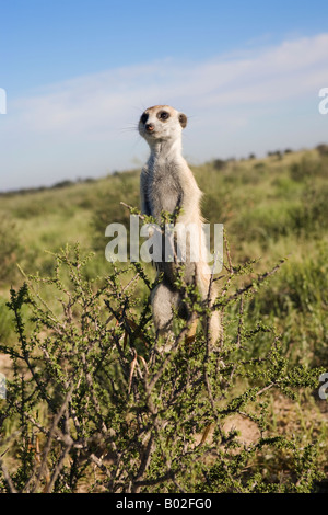 Meerkat sentinel Suricatta suricata Kalahari Meerkat Project Van Zylsrus Northern Cape South Africa Stock Photo