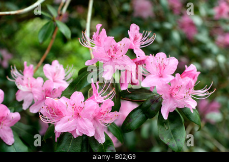 RHODODENDRON DAVIDSONIANUM AGM Stock Photo