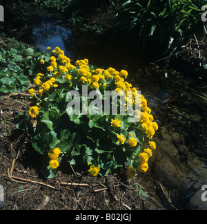 Kingcup or marsh marigold Caltha palustris Flore Pleno beside and small stream Stock Photo