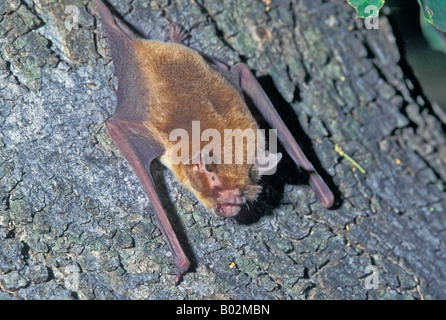 Mustached Bat Pteronotus parnellii Alamos Sonora MEXICO January Adult TEMPORARY CAPTIVE Mormoopidae Stock Photo