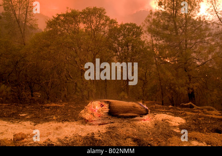 50,000 acre California wildfire at Henry Coe State Park south of San Jose fought by CAL Fire CDF Stock Photo