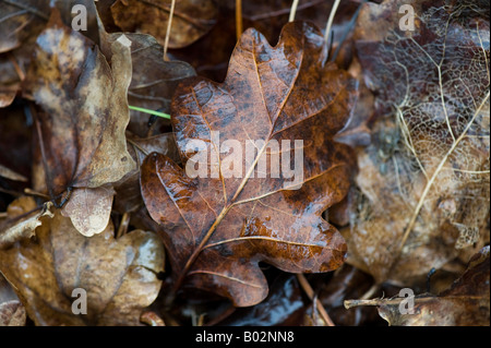 Dead oak tree leaves on a woodland floor Stock Photo