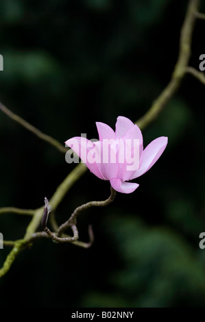 Magnolia flower campbellii darjeeling Stock Photo