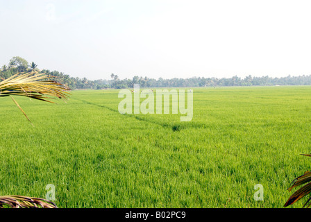 Paddy field- kerala,india Stock Photo
