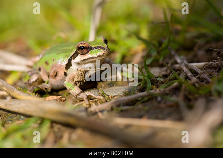 The Pacific Tree Frog (Pseudacris regilla) Stock Photo