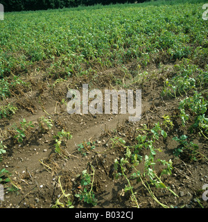 Damage to potato crop by golden potato cyst nematodes, Globodera rostochiensis, Stock Photo