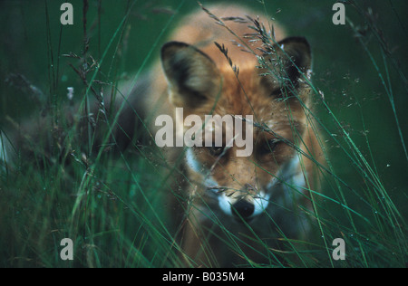 A red fox (Vulpes vulpes) in high grass, Sweden Stock Photo