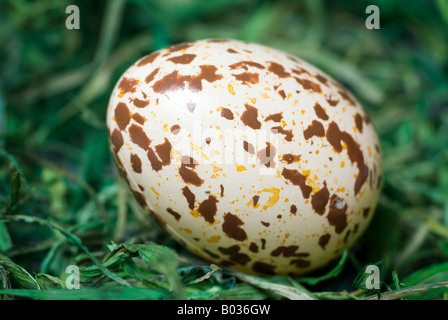 Spotted egg on the green hay. Selective focus, shallow depth of field. Stock Photo