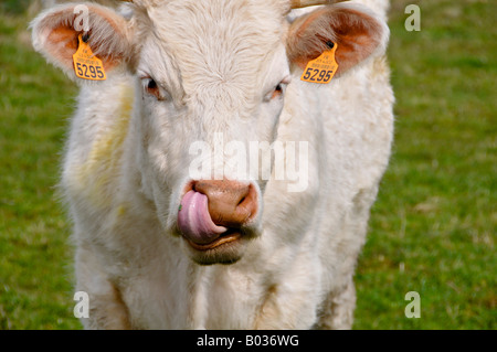 Portrait of a young Charolais calf passing his tongue in his nostril. Stock Photo