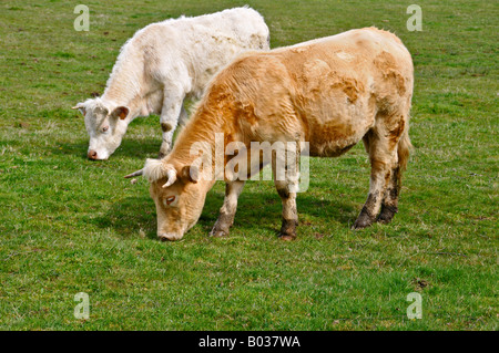 Two young cows in a field Stock Photo