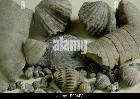fossil shell Trilobites Brachiopods coral Cincinnatian strata Upper Ordovician Stock Photo