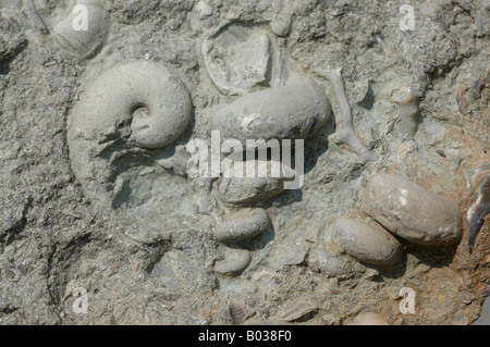 fossil shell snail Cincinnatian strata Upper Ordovician period Stock Photo