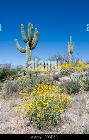 Saguaro Cactus and Brittlebush Canegiea gigantea and Encelia farinosa Stock Photo