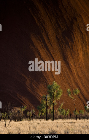 Dramatically lit Uluru (Ayres Rock) towering over the trees of the Australian Outback Stock Photo