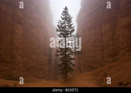 Misty, tree-lined path leading to opening in Bryce Canyon, Bryce National Park, USA Stock Photo