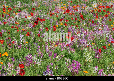 Poppies and wild flowers Stock Photo