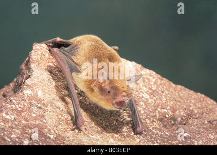 Mustached Bat Pteronotus parnellii Alamos Sonora MEXICO January Adult TEMPORARY CAPTIVE Mormoopidae Stock Photo