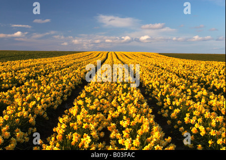 Field of spring daffodils in the warm afternoon light in the Norfolk countryside